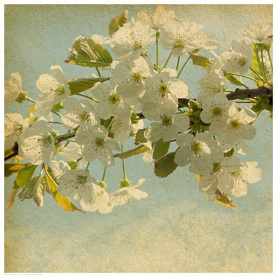 Spring Bloom Wall Art | 16 1/2 x 16 1/2 Fine Art Print