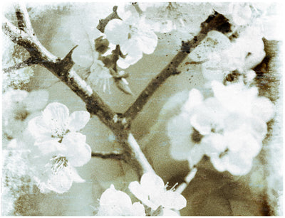 White Blossoms in Sepia II Wall Art | 14 x 18 1/4 Fine Art Print