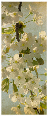 Spring Bloom Wall Art | 20 1/2 x 8 1/2 Fine Art Print