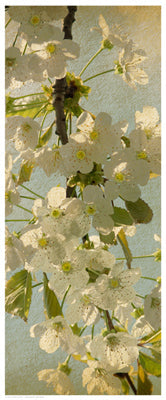 Framed Art Spring Bloom 20 1/2 x 8 1/2