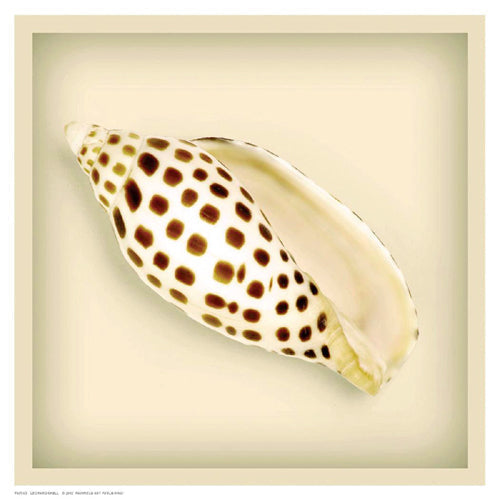 Framed Art Leopard Shell 8 1/2 x 8 1/2