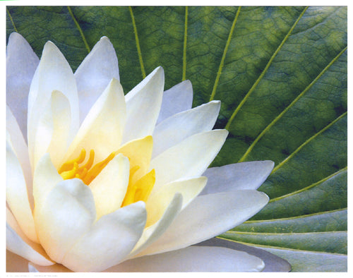 Lotus in Sunlight Wall Art | 11 ½ x 14 ½ Fine Art Print