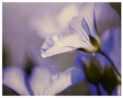 Framed Art Purple Petals 11 ½ x 14 ½