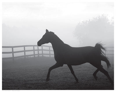 Morning Pasture II Wall Art | 11 1 /2 x 14 1/2 Fine Art Print