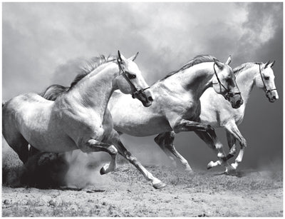 White Stallions II Wall Art | 14 x 18 1/4 Fine Art Print