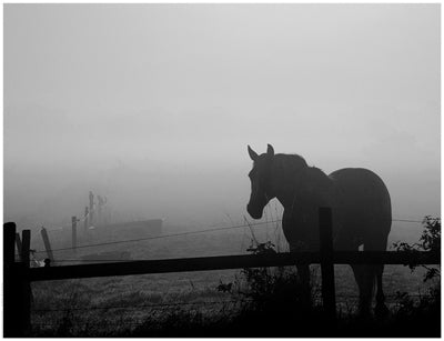 Grazing in the Mist II Wall Art | 14 x 18 1/4 Fine Art Print