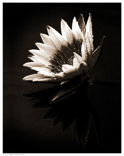 Dewdrops by X. Luo | 14 1/2 x 11 1/2 Fine Art Print