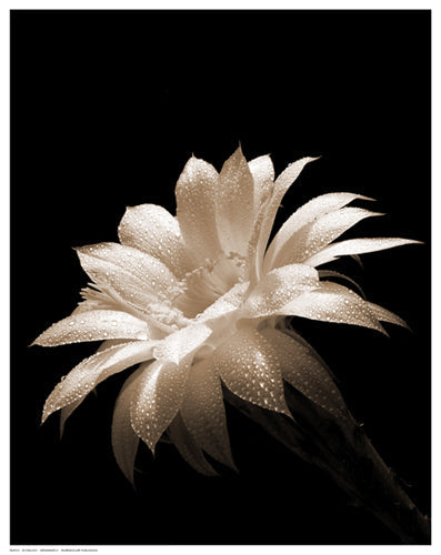 Framed Art Dewdrops II by B. Zywucki | 14 1/2 x 11 1/2