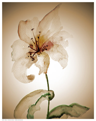 Framed Art Blossom in Sienna II by Regina | 14 1/2 x 11 1/2