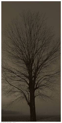 Framed Art Tree Silhouette 24 1/2 x 12 1/2