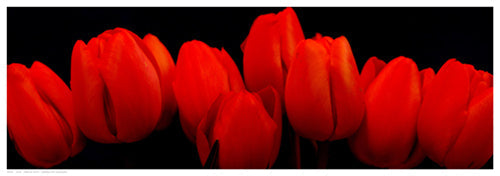 Framed Art Crimson Tulips by R. Crum | 6 1/2 x 18 1/2
