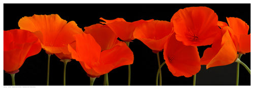 Framed Art Vermilion Poppies by R. Crum | 6 1/2 x 18 1/2