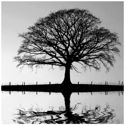 Shimmering Oak Wall Art | 24 1/2 x 24 1/2 Fine Art Print