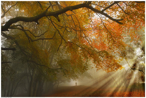 Framed Art Sunburst Woods by Critchley | 24 1/2 x 36 1/2