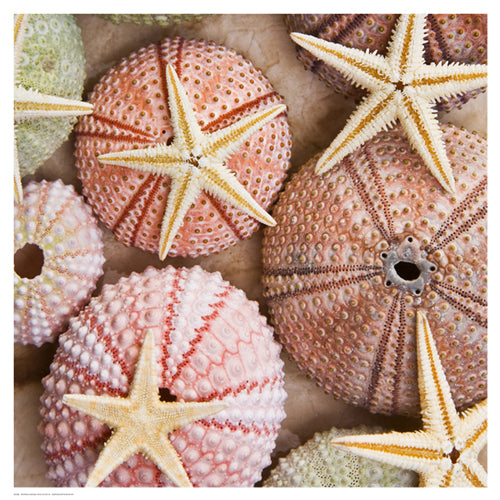 Framed Art Starfish & Sea Urchins by Bramwell | 18 1/2 x 18 1/2