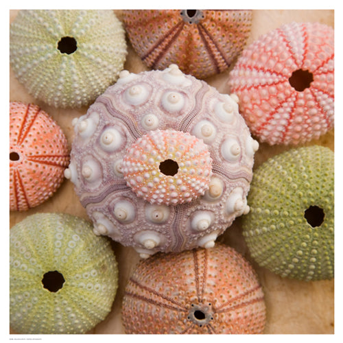 Sea Urchin Group by Bramwell | 18 1/2 x 18 1/2 Fine Art Print