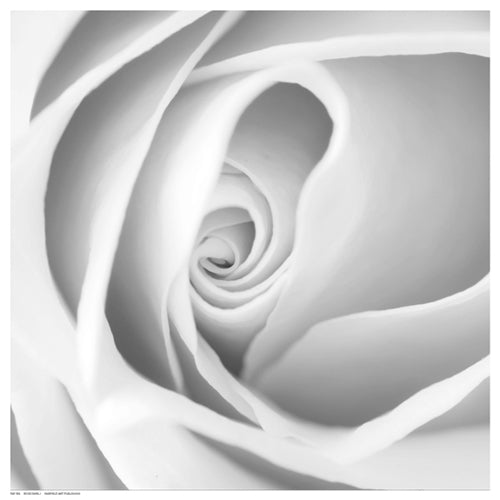 Framed Art Rose Swirl I 12 ½ x 12 ½