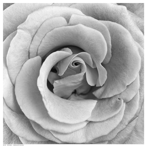 Framed Art Rose Swirl II 12 ½ x 12 ½