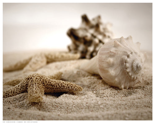 Framed Art Seashells in the Sand by S. Cunningham | 11 ½ x 14 ½