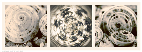 Framed Art Shell Collection by N. Lourens | 7 ½ x 20 ½