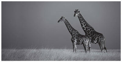 African Skies II Wall Art | 12 1/2 x 24 1/2 Fine Art Print