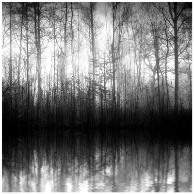 Forest Mist Wall Art | 24 1/2 x 24 1/2 Fine Art Print