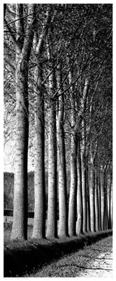 Oak Lane Wall Art | 20 1/2 x 8 1/2 Fine Art Print