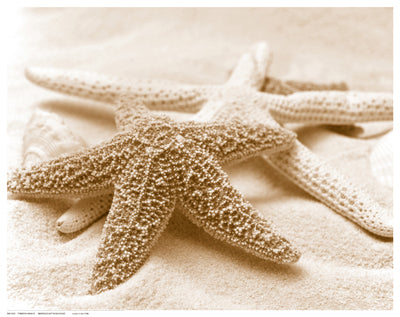 Starfish Family Wall Art | 11 1/2 x 14 1/2 Fine Art Print