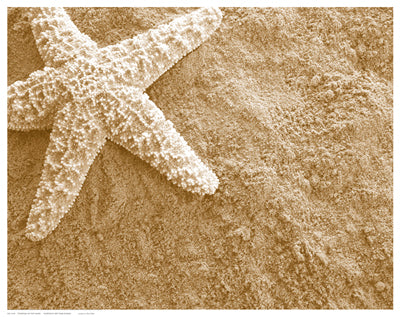 Starfish in the Sand Wall Art | 11 1/2 x 14 1/2 Fine Art Print