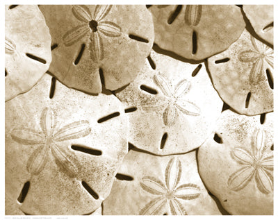 Sand Dollar Grouping Wall Art | 11 1/2 x 14 1/2 Fine Art Print