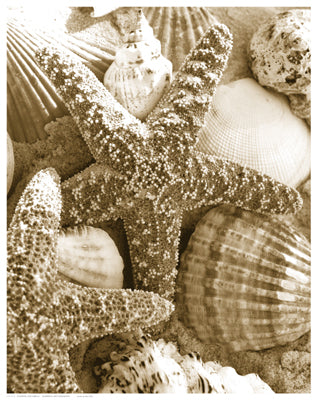 Starfish and Shells Wall Art | 14 1/2 x 11 1/2 Fine Art Print