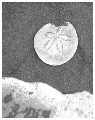 Sand Dollar and Surf Wall Art | 14 1/2 x 11 1/2 Fine Art Print