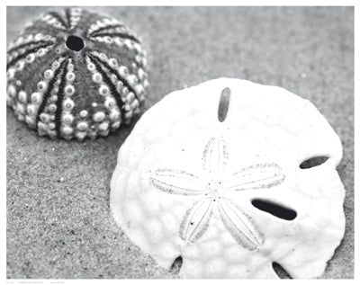 Sand Dollar and Sea Urchin Wall Art | 11 1/2 x 14 1/2 Fine Art Print