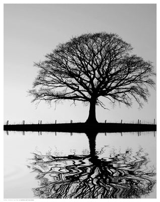 Standing Oak Tree Wall Art | 14 1/2 x 11 1/2 Fine Art Print