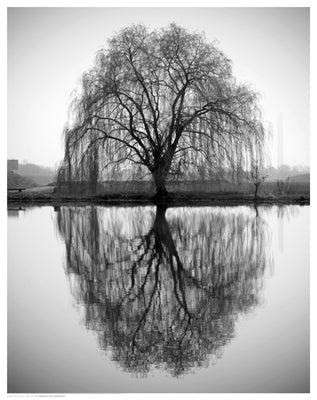 Framed Art Majestic Willow 14 1/2 x 11 1/2