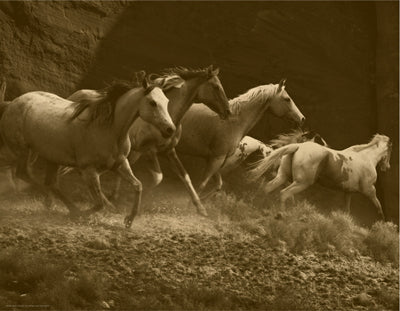 Framed Art Wild Horses I 14 x 18