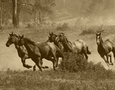 Framed Art Wild Horses II 14 x 18