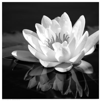 Crystal Reflection Wall Art | 12 1/2 x 12 1/2 Fine Art Print