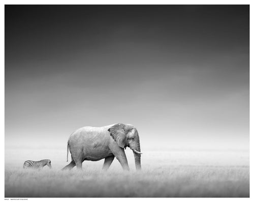 Follow the Leader by Gerhardus | 11 ½ x 14 ½ Fine Art Print