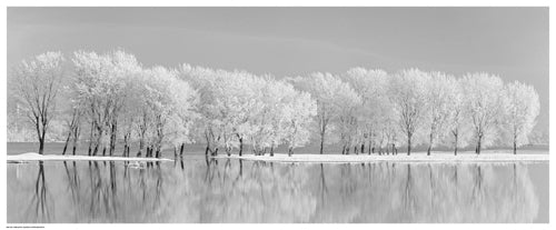 Snow Trees Along the Lake by Jordache | 8 ½ x 20 ½ Fine Art Print