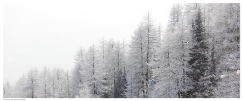 Framed Art Winter Pines by Mikhaylov | 8 ½ x 20 ½