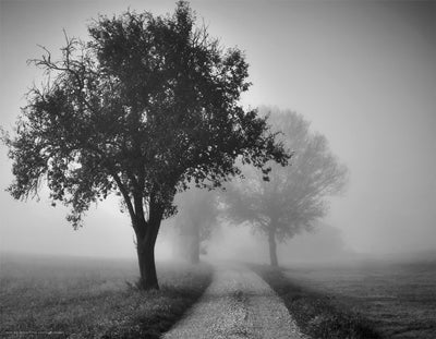 Trees on County Road Wall Art | 14 x 18 Fine Art Print