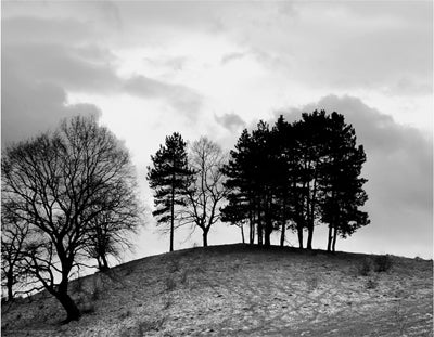 Trees on Hill Wall Art | 14 x 18 Fine Art Print