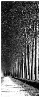 Oak Lane II Wall Art | 20 1/2 x 8 1/2 Fine Art Print
