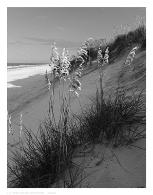 Sea Oat Sparkle by Eve Turek | 14 x 11 Fine Art Print