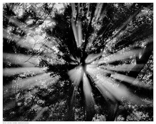 Sun Dance by Eve Turek | 11 ½ x 14 ½ Fine Art Print