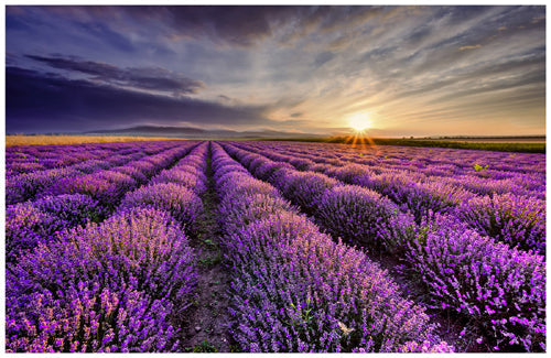 Framed Art Lavender Sunrise 18 ½ x 28 ½