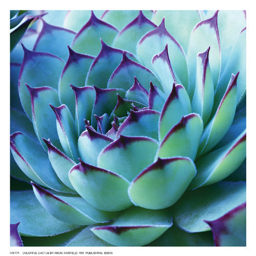 Framed Art Colorful Cactus 6 ½ x 6 ½