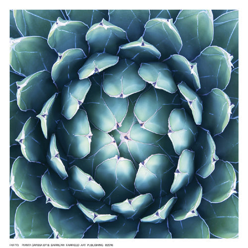 Framed Art Pianta Grassa by B. Barrillari | 6 ½ x 6 ½