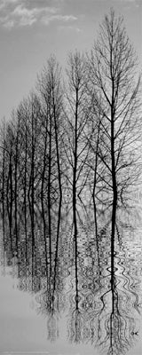 Reflections II Wall Art | 20 1/2 x 8 1/2 Fine Art Print